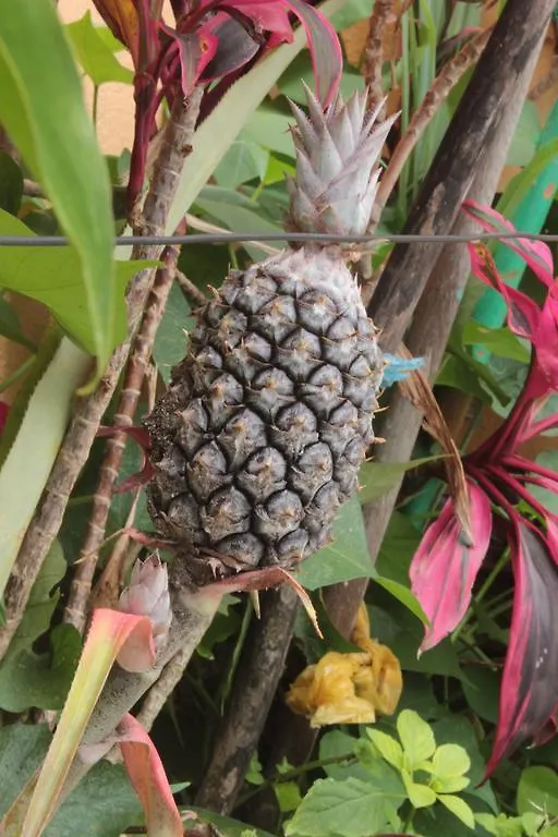 Florianópolis Pousada Carpinteiro Naval אורחן